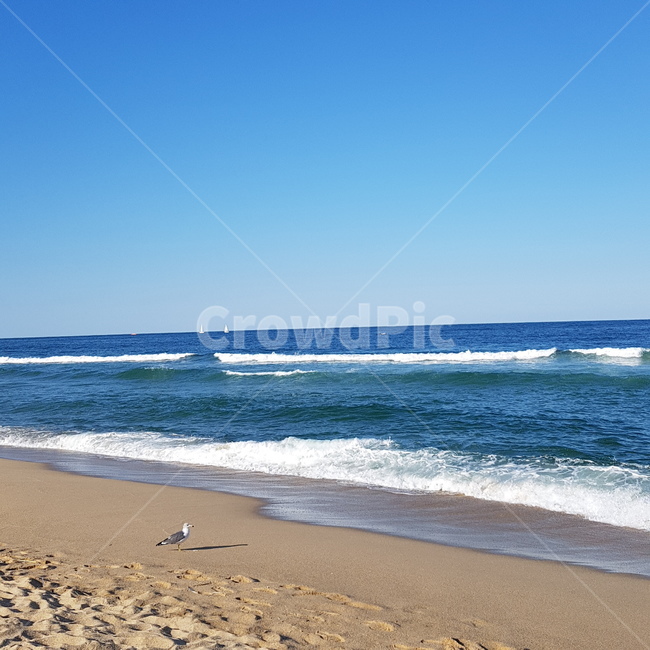 바다,바닷가,갈매기,겨울바다,강릉,해변,바다,beach,sea