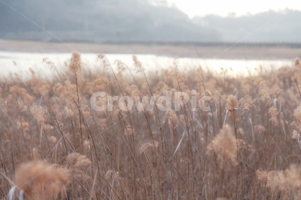 갈대,가을,호수,reed,물가