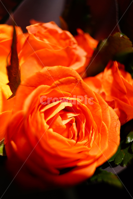 꽃,장미,장미꽃,클라란스장미,식물,주황색,식물,자연,plants,nature,꽃,flower