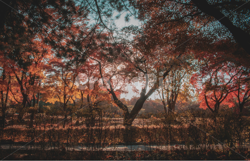 가을,단풍,낙엽,노을,풍경,골목,나무,식물,가을,계절,fall,autumn,season,자연,풍경,nature,landscape