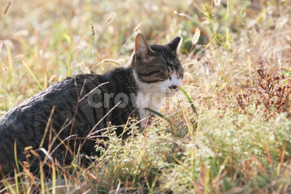 고양이,길고양이,공원,동물,감성사진,고양이표정,동물,animal,포유류,mammal,고양이,cat,kitten,kitty