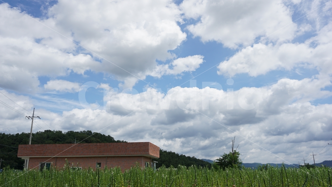 시골,시골풍경,하늘,여름하늘,집,깨,참깨,깨밭,구름,자연,풍경,nature,landscape,시골,마을,country,rural,town,outdoors,옥외,weather,날씨,cloud,cumulus,적운,sky