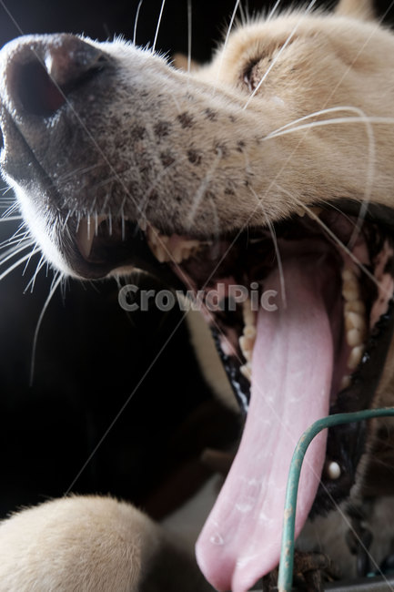 개,강아지,동물,포유류,dog,animal,mammalia,하품,yawn,동물,animal,포유류,mammal,개,강아지,dog,doggy