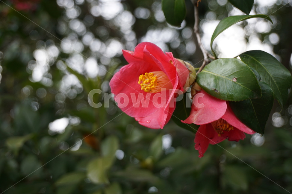 plant,식물,꽃,blossom,flower,동백꽃,camellia,식물,자연,plants,nature,꽃,flower