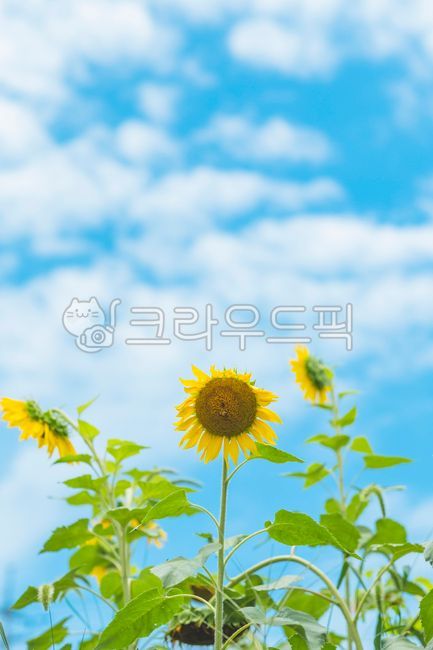 plant,식물,blossom,해바라기,꽃,flower,구름,자연