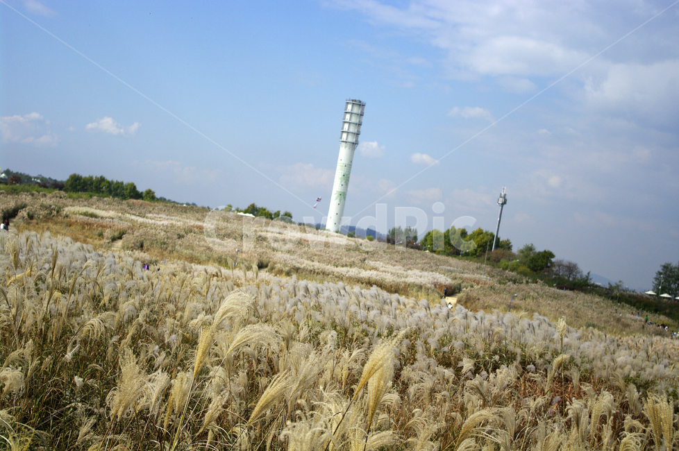 공원,식물,plant,가을,억새,자연,하늘,구름,풍경,자연,풍경,nature,landscape