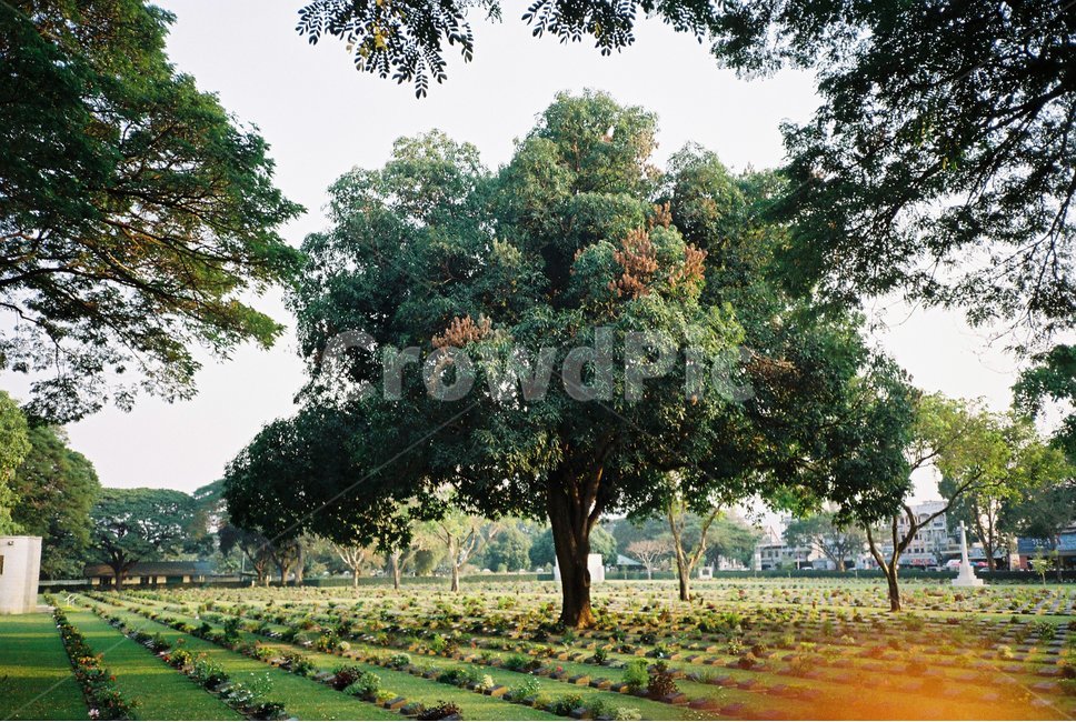 나무,필름,필름카메라,묘지,침묵,식물,자연,plants,nature,나무,trees,wood
