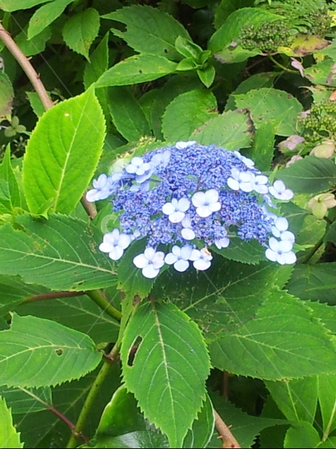 꽃,flower,식물,plant,vegetation,blossom