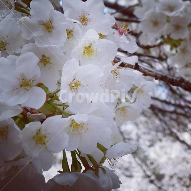 벛꽃,사쿠라,봄,꽃,클로스업,식물,자연,plants,nature,꽃,flower