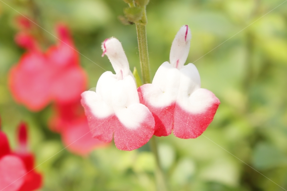 핫립세이지,길가,꽃,자연,식물,식물,자연,plants,nature,꽃,flower