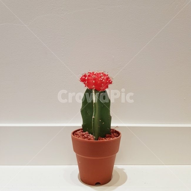 선인장,화분,plant,식물,가시,cactus,비모란선인장