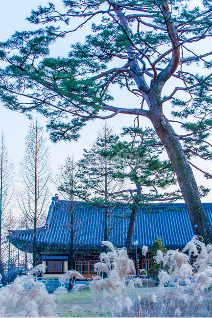 기와,사찰,전통,문화유산,선,한국전통,한국문화,korean traditional,korean culture,식물,자연,plants,nature,나무,trees,wood
