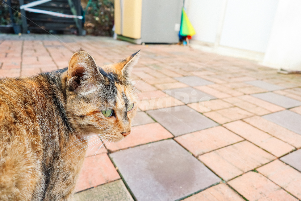 고양이,길고양이,길냥이,cat,냥이,동물,냥냥펀치,동물,animal,포유류,mammal,고양이,cat,kitten,kitty