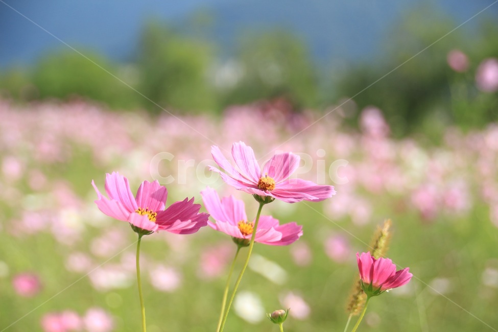 강변,꽃,가을,코스모스,공원,가을,계절,fall,autumn,season,식물,자연,plants,nature,꽃,flower,plant