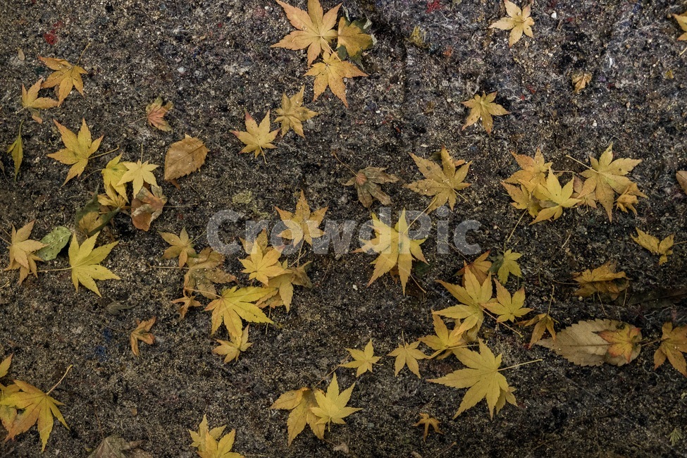 단풍,가을,fall,leaf,메이플,가을단풍,노란단풍,노랑,바닥,떨어진단풍,maple,가을,계절,fall,autumn,season,식물,자연,plants,nature
