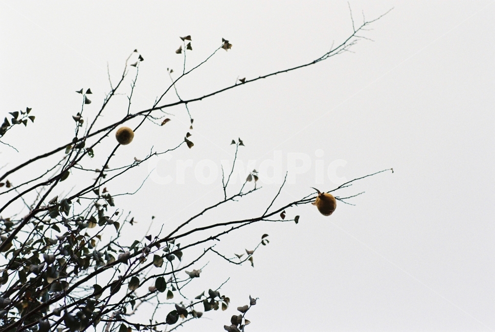 나무,모과,겨울,하늘,흐린날,모과나무,나뭇가지,필름,필름사진,식물,자연,plants,nature,과일,열매,fruit