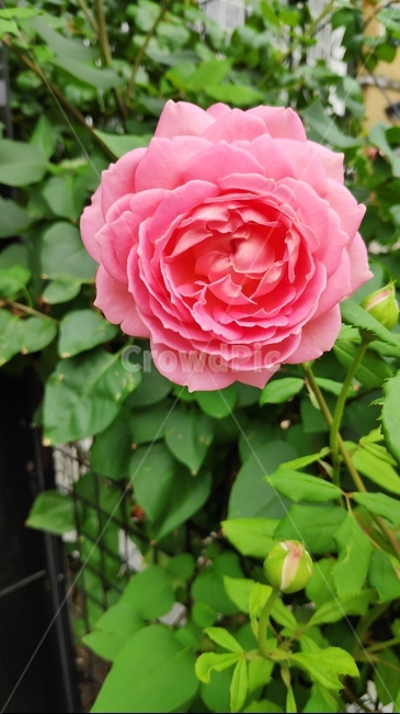 flower,꽃,장미,rose,plant