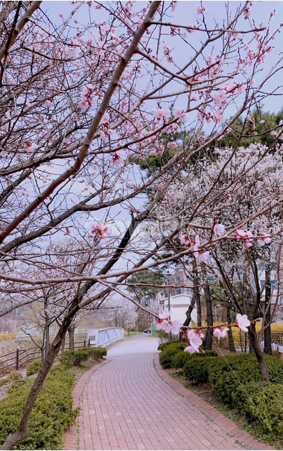 벚꽃,사쿠라,봄꽃,봄,spring,핑크,핑크꽃,핑크벚꽃,분홍꽃,감성,꽃,분홍색,flower,plants,feeling,cgerryvlossom,식물,plant