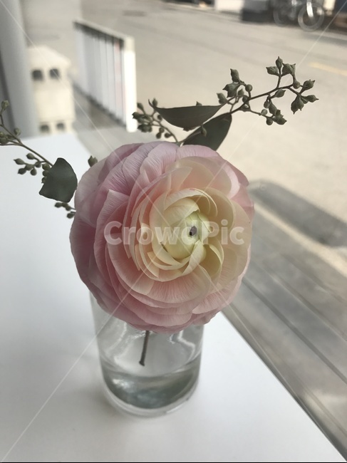 식물,꽃,flower,flowerarrangment,라넌큘러스,꽃꽃이,plant
