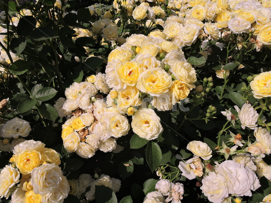 장미,장미축제,foewer,식물,rose,꽃축제,봄꽃축제,가든,화원,장미원,식물,자연,plants,nature,꽃,flower
