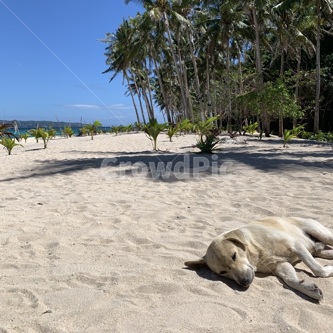 blue sky,nature,Boracay,tree,sea,palm tree,Beach,ocean,puppy,animal,dog,white sand beach,boracay