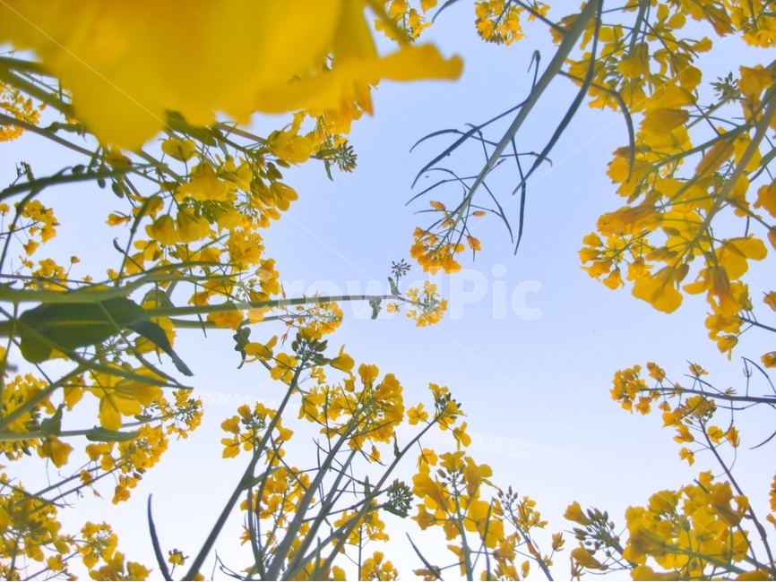 꽃,유채,풍경,감성,자연,하늘,봄,계절,spring,season,식물,자연,plants,nature,꽃,flower,plant