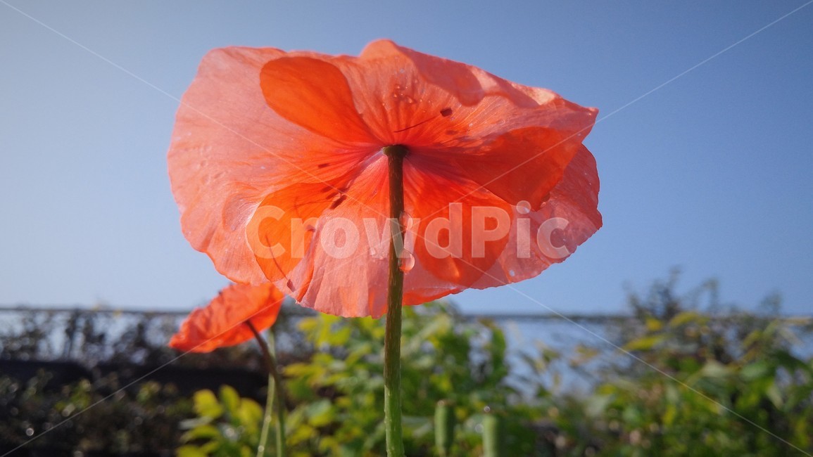 꽃,개양귀비,빨강,화사하다,하늘하늘,식물,자연,plants,nature,꽃,flower