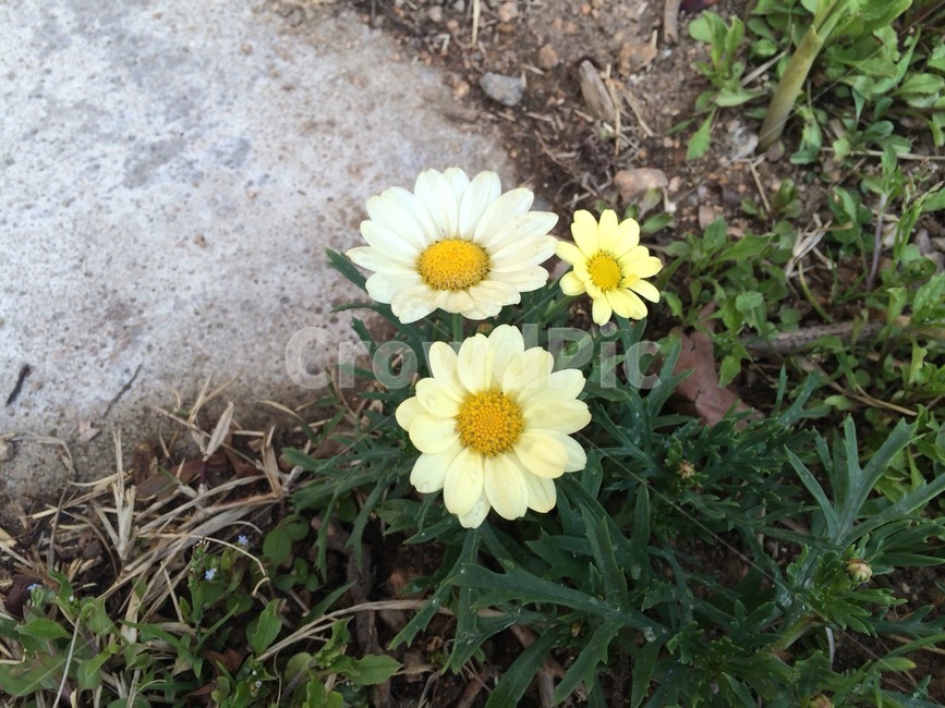 plant,식물,blossom,꽃,flower