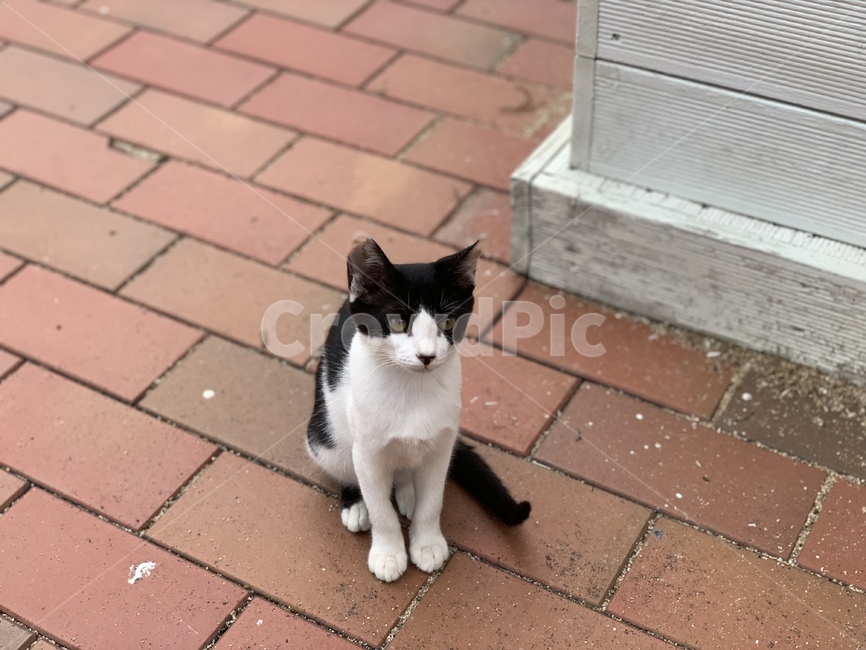 고양이,길고양이,동물,아기고양이,길냥이,펫,포유류,귀여운,animal,cat,pet,kitty,lovely