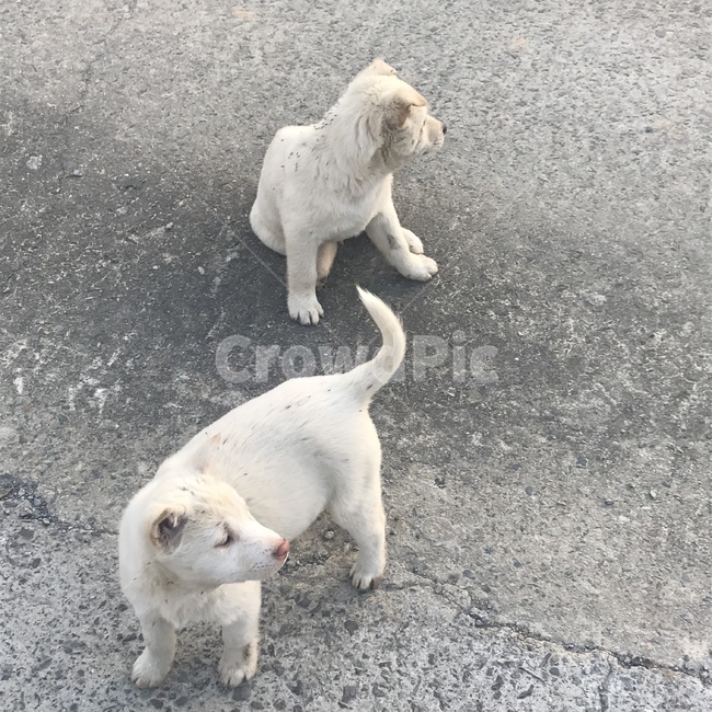 강아지,시골개,동물,똥강아지,똥개,동물,animal,포유류,mammal,개,강아지,dog,doggy