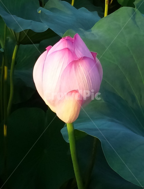 연꽃,꽃,분홍,줄기,식물,꽃한송이,봄,여름,가을,겨울,희망,계절,꽃잎