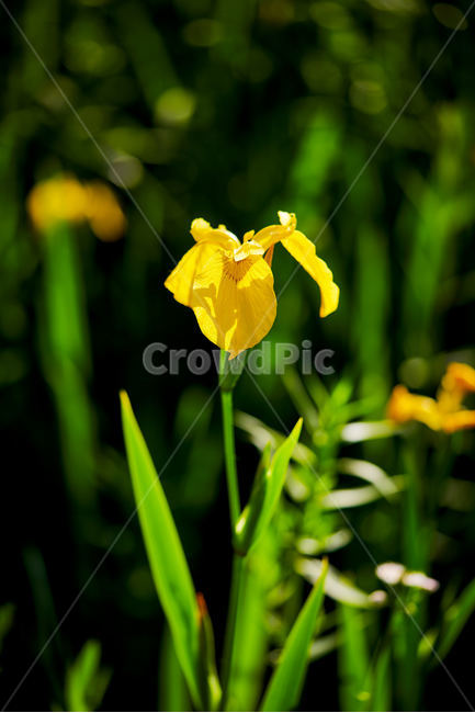 수선화,노란꽃,여름꽃,녹음,풀떼기,꽃,flower