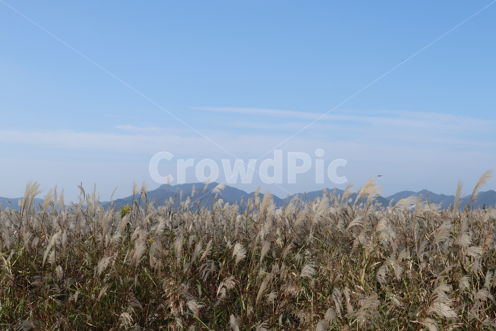 갈대,가을,하늘,산,구름,흔들림,바람,파랑,식물,자연,생태공원,자연,풍경,nature,landscape