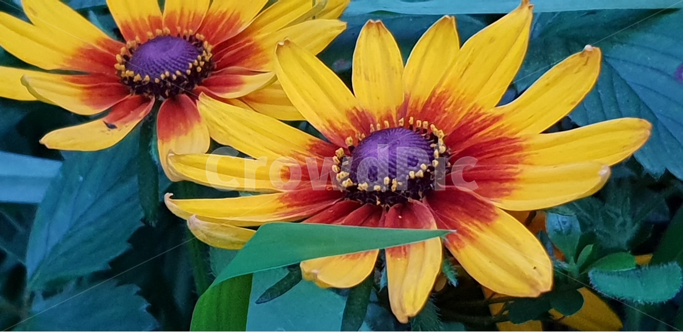 루드베키아,아름다운꽃,자연,여름,감성,계절,꽃,식물,배경이미지,beautifulflowers,plant,nature,노랑색,배경,배경화면,식물,자연,plants,nature,꽃,flower