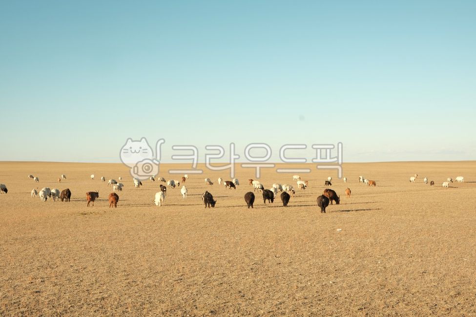 양,사막,수평선,자연,땅,하늘,몽골,ground,desert,cow,animal