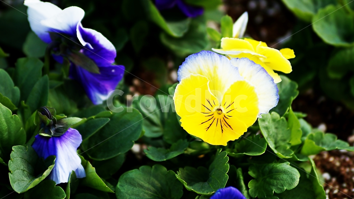팬지,삼색제비꽃,꽃축제,꽃길,식물,식물,자연,plants,nature,꽃,flower