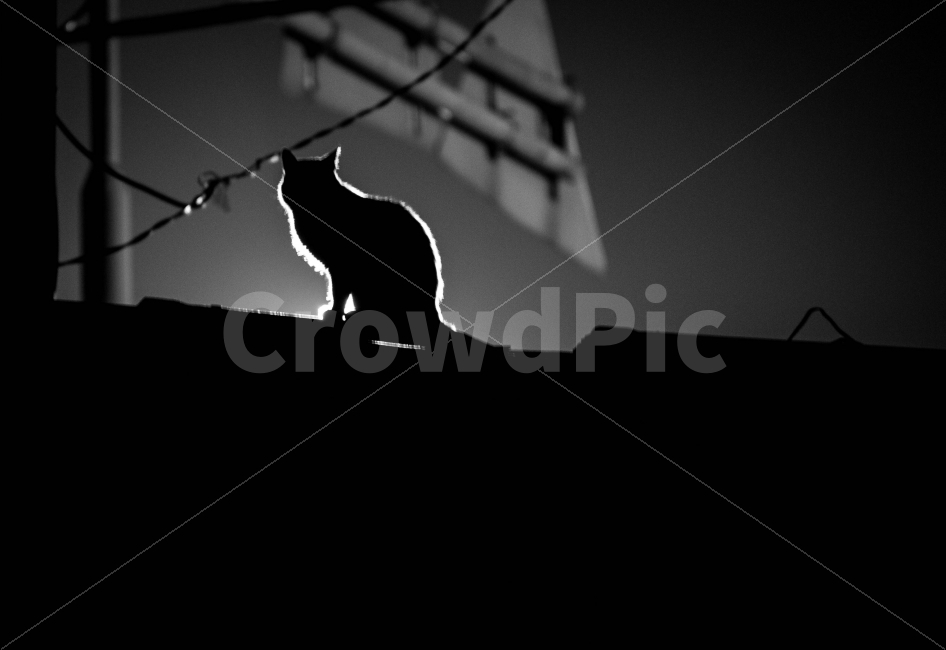고양이,캣츠,실루엣,흑백사진,스냅사진,골목사진,동물,animal,포유류,mammal,고양이,cat,kitten,kitty,흑백,모노톤,monochrome,black and white