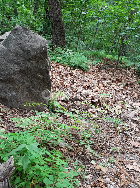 우장산,숲속,하늘,나들이,동네산,산책,나무,수풀,오후,구름,햇빛,식물,자연,plants,nature