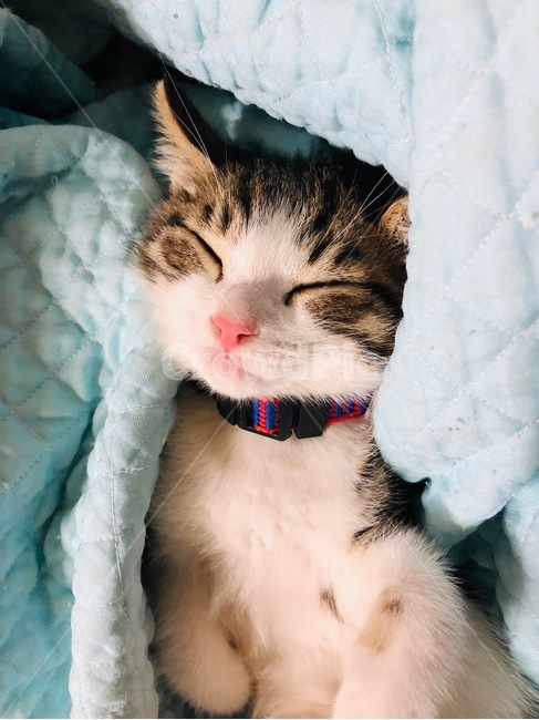 고양이,cat,야옹이,나비,냥이,동물,animal,포유류,mammal,고양이,cat,kitten,kitty