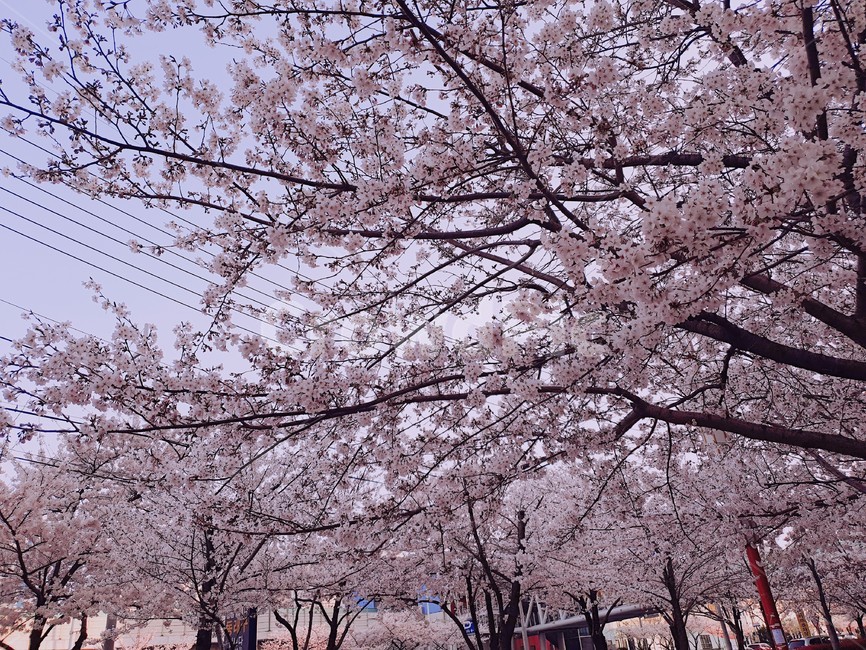 봄,부산,벚꽃놀이,풍경,꽃,4월,3월,자연풍경,벚꽃나무,벚꽃,축제,행사,식물,plants,nature,flower,자연