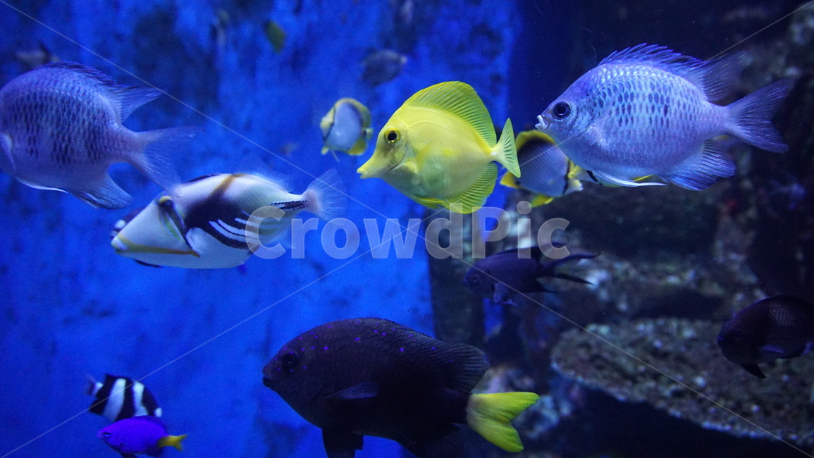 물고기,어류,수족관,동물,헤엄,수조,fish,아쿠아리움,동물,animal,어류,물고기,fish