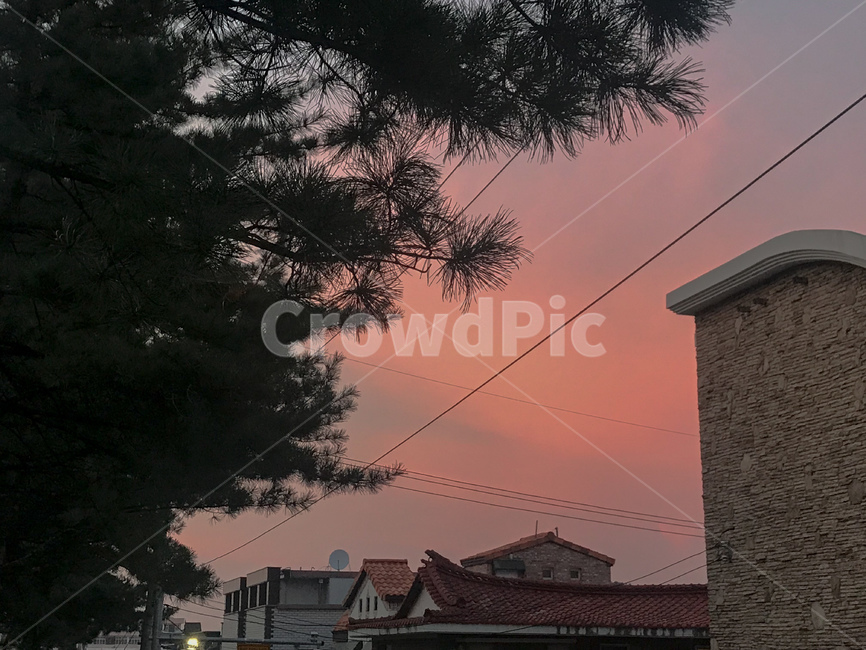 일몰,sunset,감성,노을,석양,하늘,빨간,붉은,해질녘,색감,핑크,소나무,분홍하늘