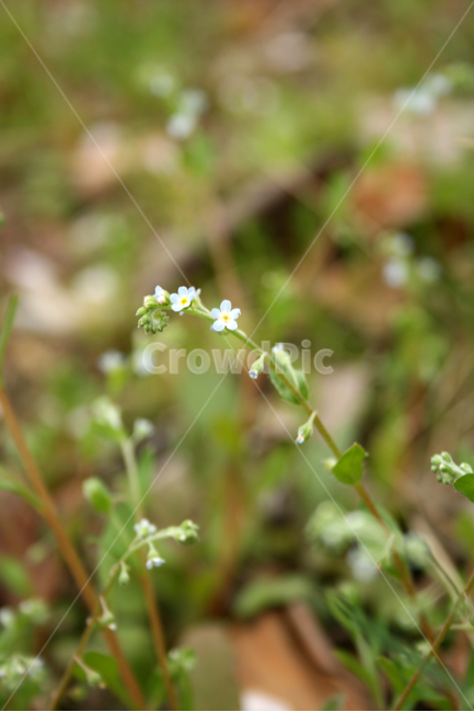 꽃마리,봄,봄날,감성,spring,flower,공원,풍경,식물,새싹,잎,초록,꽃,봄꽃,봄,계절,spring,season,식물,자연,plants,nature,꽃,flower,plant,blossom