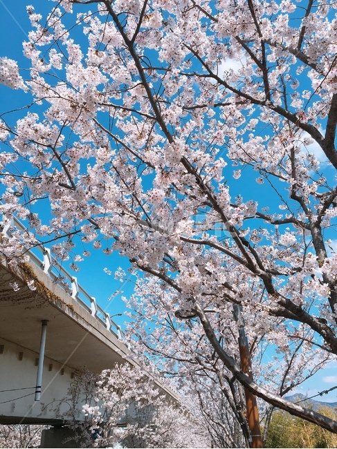 봄,꽃,벚꽃,유채꽃,나들이,봄날씨,맑은날,spring,봄,계절,spring,season,plant,식물,flower,cherry blossom,blossom