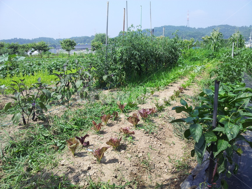 상추,하늘,꽃,나들이,구름,산