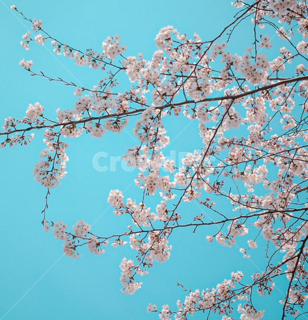 plant,식물,blossom,flower,꽃,cherryblossom,sakura,벚꽃