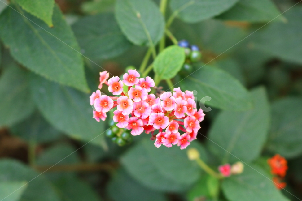 란타나,꽃,란타나꽃,식물,열대식물,란타나카마라,마편초과,자연,식물,자연,plants,nature,꽃,flower