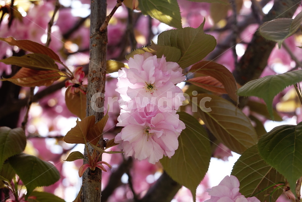 벚꽃,겹벚꽃,분홍,꽃,봄,자연,계절,빛,따뜻함,식물,flower,plants,nature,spring,season,pink,식물,자연,plants,nature,꽃,flower
