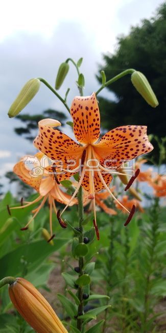 백합,나리,호랑이꽃,참나리,lilies,lilium,여름꽃,꽃,꽃잎,여름,자연,식물,풀,초본식물,무늬,잎,잎사귀,알뿌리,구근,다년생,여러해살이,perennial,bulb,leaf,leaves,foliage,pattern,flower,bloom,blossom,petal,herbaceous,plants,vegetation,nature,summer,summertime,lancifolium,tigerlily