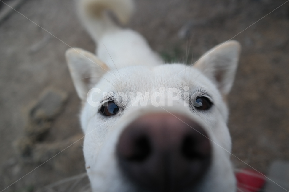 진돗개,백구,강아지얼굴,동물,반려견,dog,동물,animal,포유류,mammal,개,강아지,dog,doggy